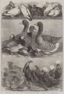 Aves de corral y palomas premiadas en la Exposición de Birmingham
